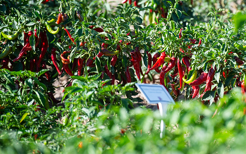 Chile Pepper Field