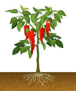 Chile Pepper Plant