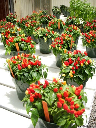 Ornamental Chile Peppers